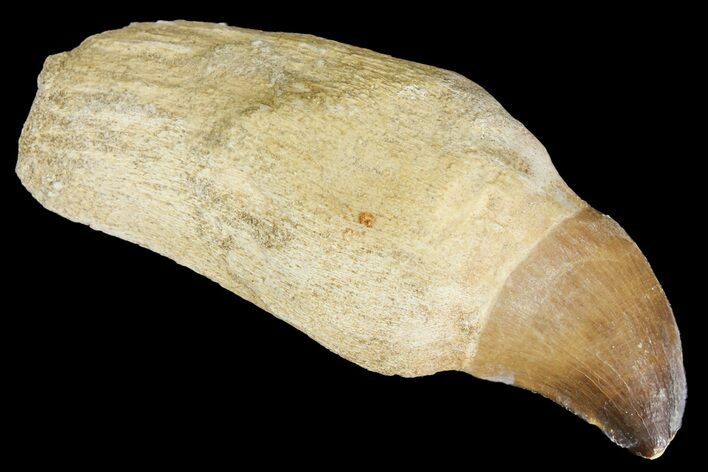 Fossil Rooted Mosasaur (Prognathodon) Tooth - Morocco #163907